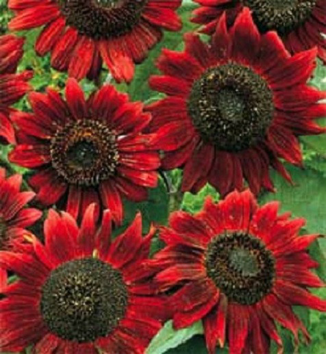 BIN#2R8D2 Sunflower Seeds 50 Red Sun Flower Seeds