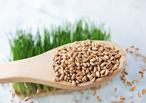 Hard Red Wheat Berries 10 lbs – Sprouting Seeds for Wheatgrass, Raw, Vegan, Bulk
