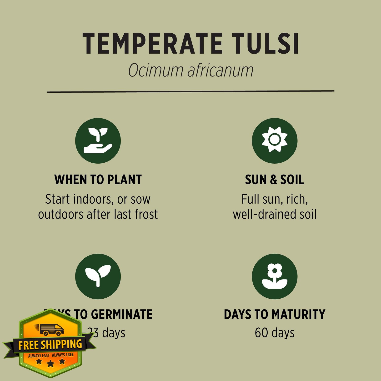 Banyan Botanicals Organic Tulsi Seeds Kapoor Holy Basil Kapoor Tulsi Non-GMO …