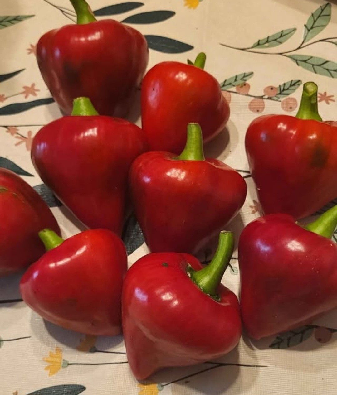 Assorted Pepper Seeds 9 Different Varieties Include LEYSA -Fresh SAVE Gift