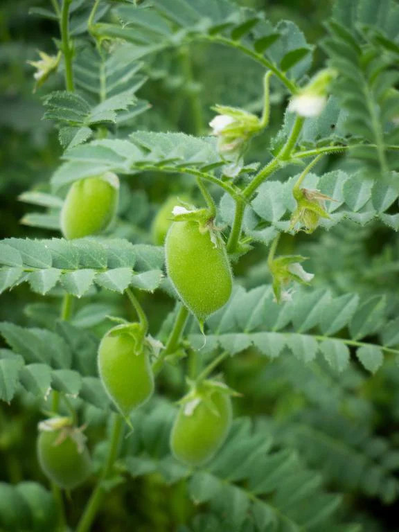 Marvel Chickpea Seeds | Garbanzo Beans Egyptian Pea Indian Edamame Seed 2024