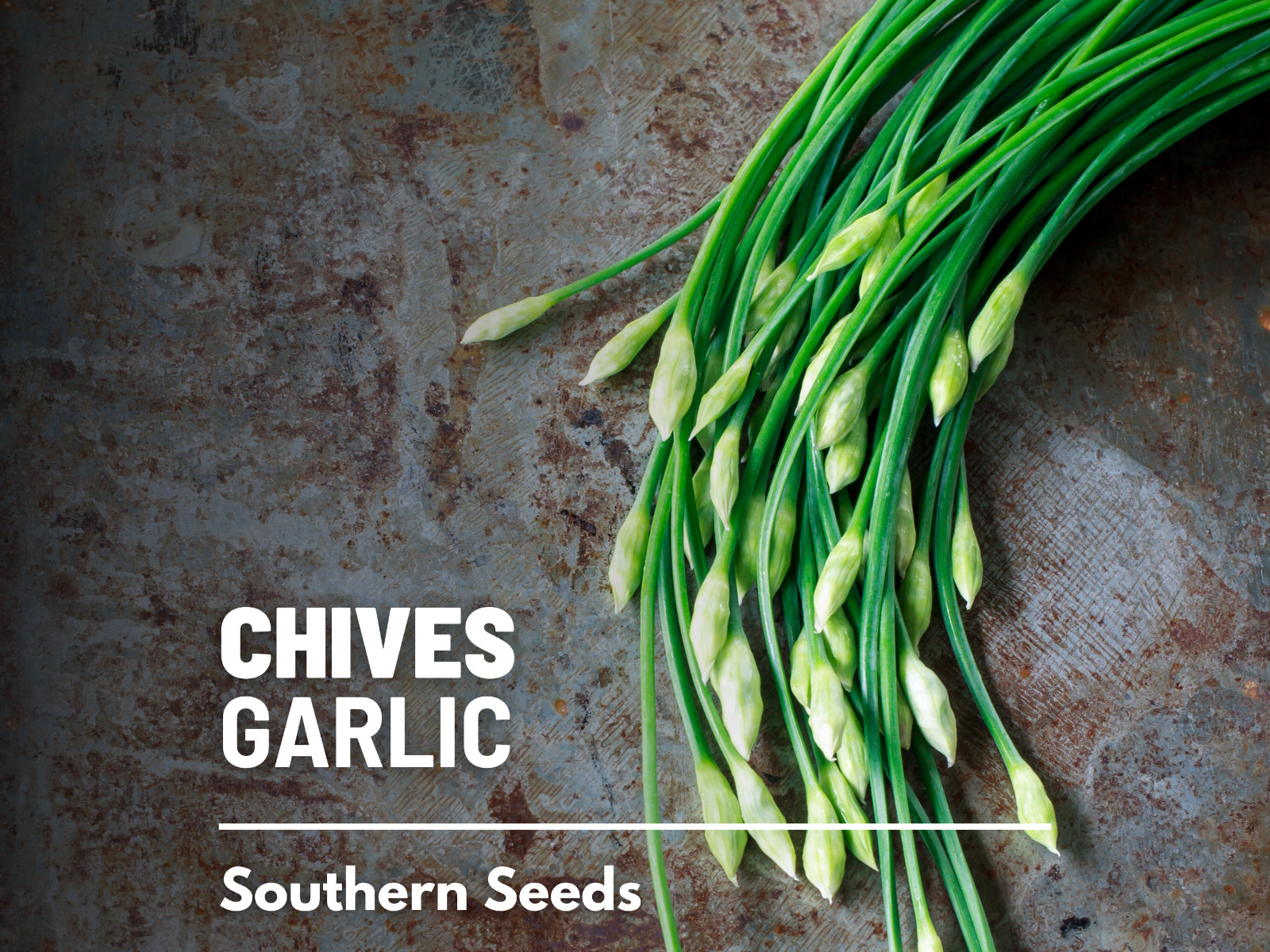 Chives, Garlic – 250 Seeds – Culinary, Medicinal & Decorative Herb – Heirloom