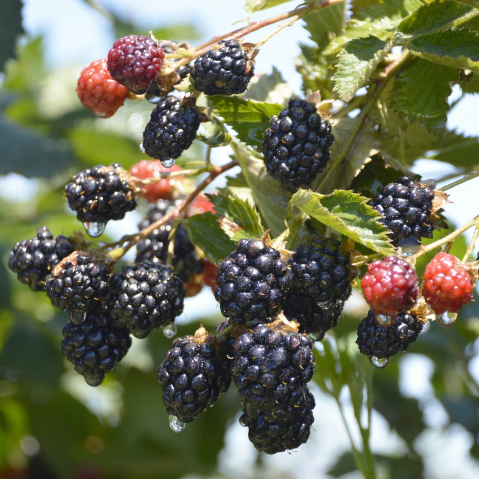 Boysenberry plant, 6-12″ tall, 1 year old well rooted plant.
