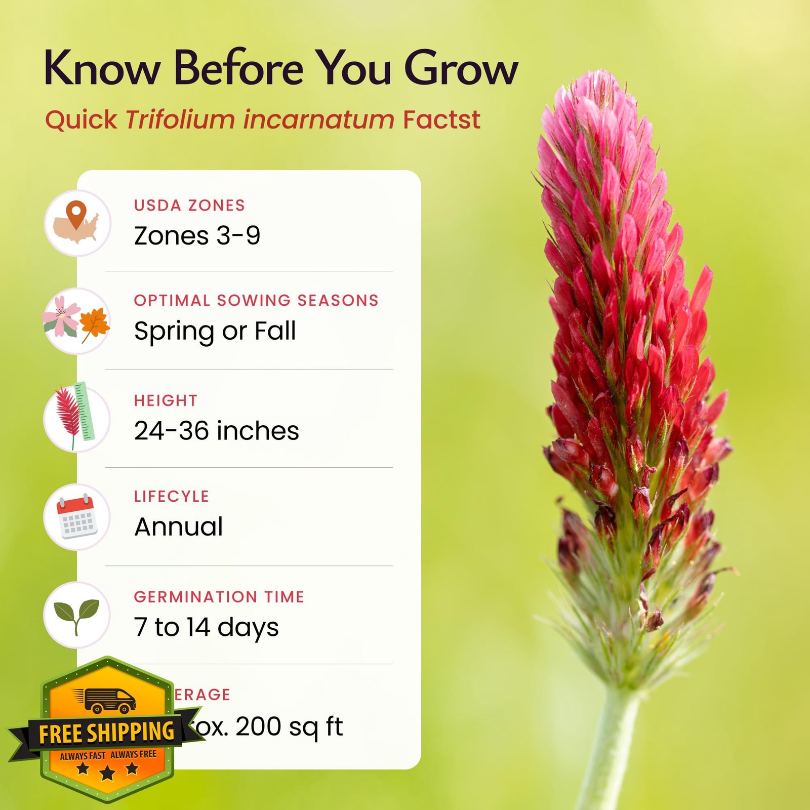Created By Nature Crimson Clover Seeds 10000
