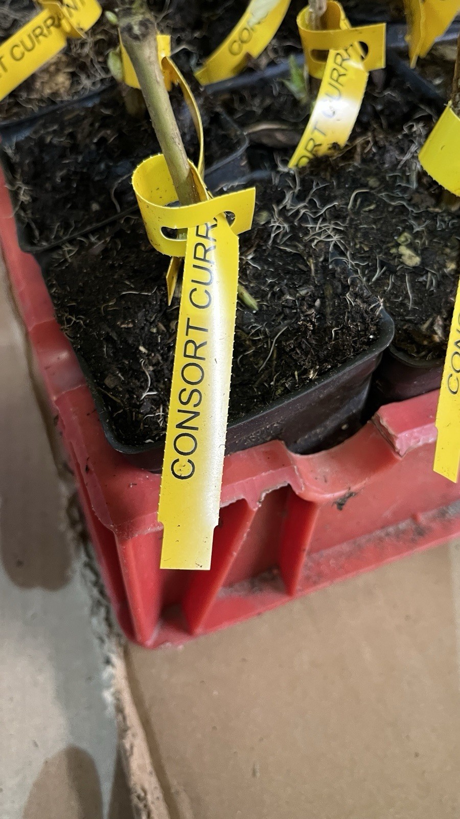 6-10″ tall Black Currant Consort, 1 well rooted plant, 1 year old