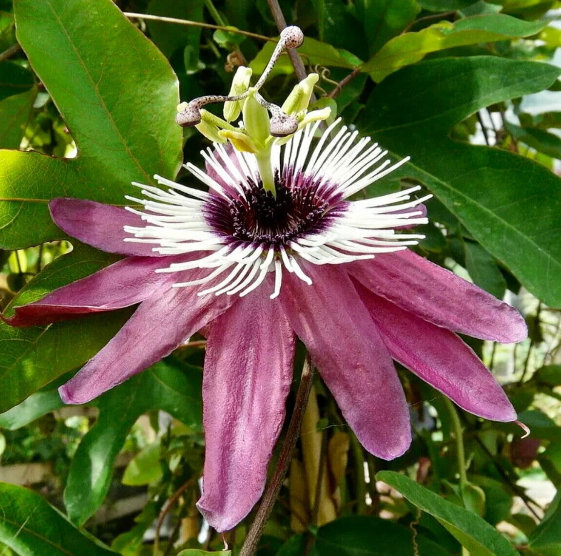Variety of Passiflora Seeds ~ Passionflower ~ Maypop ~ Passion Fruit Flower