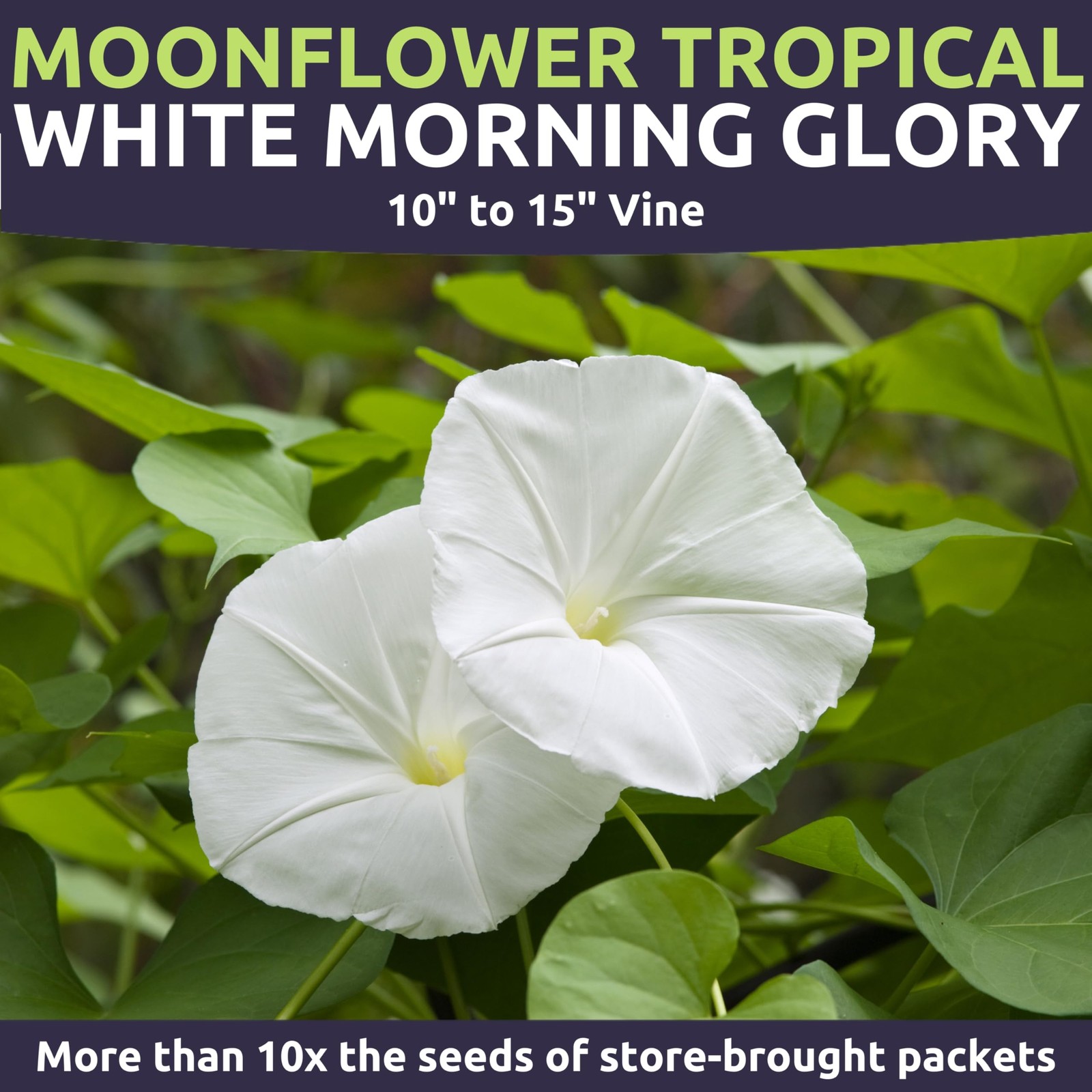 Moonflower – Tropical White Morning Glory – Large 1 Ounce Packet – 100 Flower…