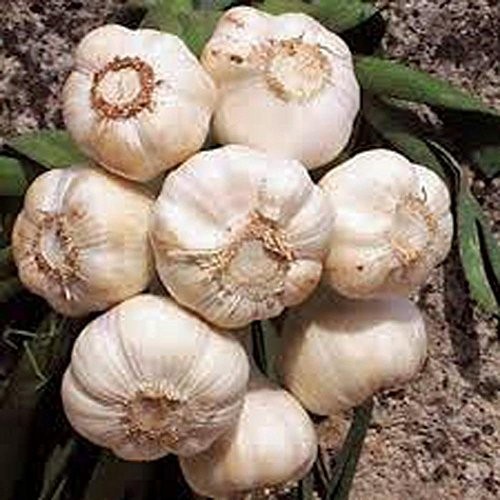 Garlic Bulb (8 Pack), Fresh California SOFTNECK Garlic Bulb for Planting and Gro