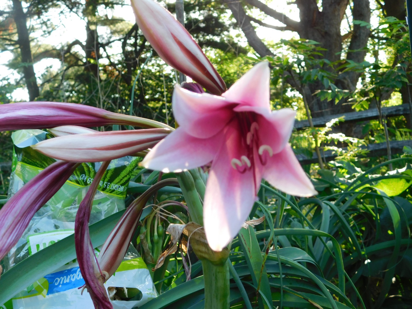 5lbs Crinum Bulbispermum Seeds, Cold Hardy, Orange river lily, Fresh