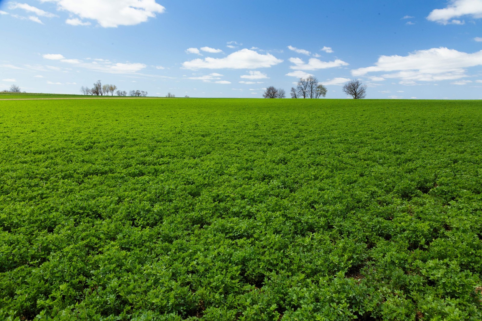 100 CIMARRON ALFALFA Medicago Sativa Ground Cover Forage Purple Flower Seeds