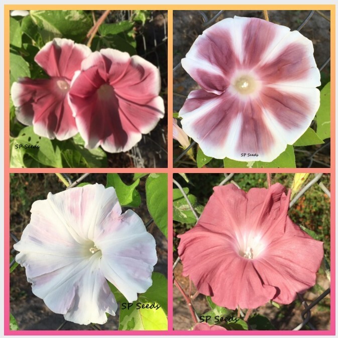 Box of Chocolates Japanese Morning Glory Sampler – ipomoea NIL – 6 seeds