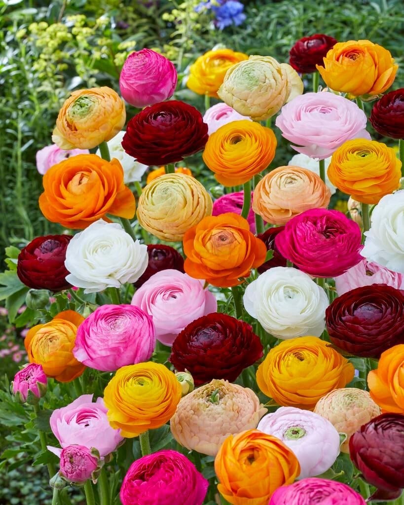 Ranunculus Flower Bulbs 12 Mix Colors Corms Peony Rose Buttercup Spring Flowers