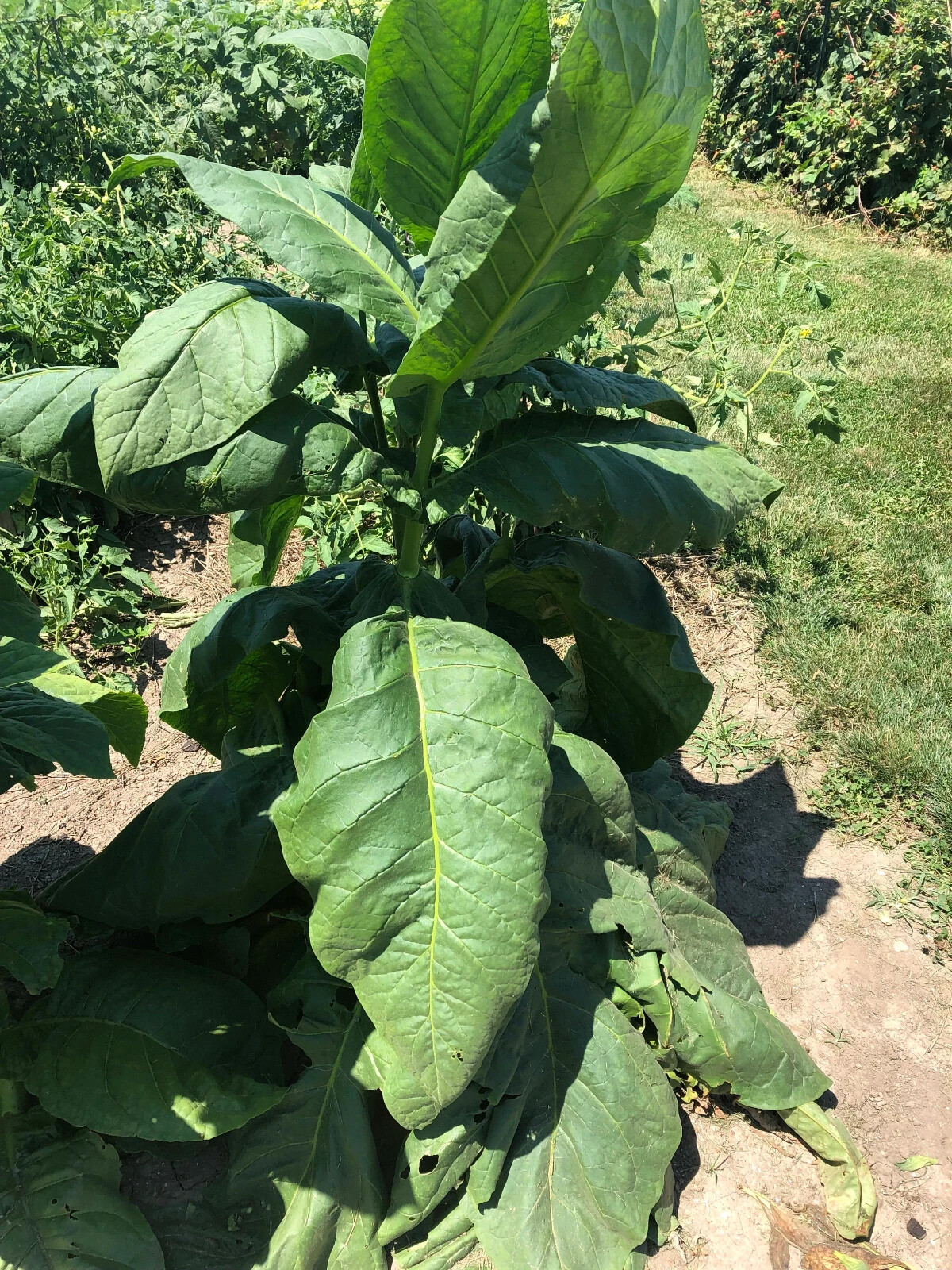Little Yellow Tobacco Seeds approx. 2K Non-GMO Free Shipping No Tracking Read