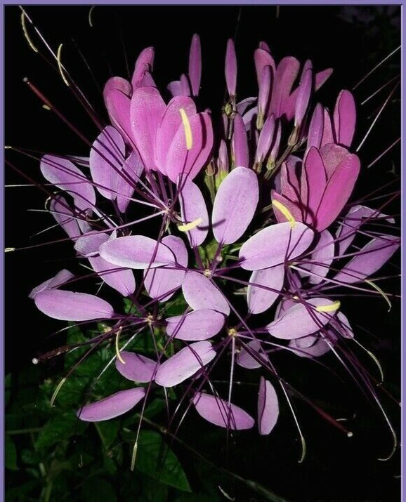 Cherry Queen Cleome Seeds- (Spider Flower) 30 Seeds Comb. S/H See Our Store