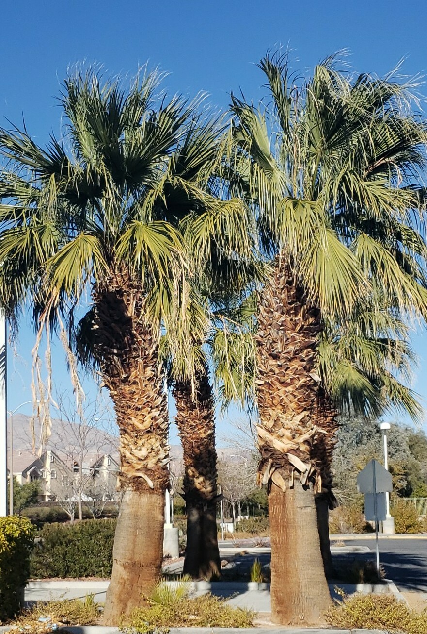 75+ Seeds Washingtonia Filifera California Fan Palm #03, Fresh 2023 Seeds
