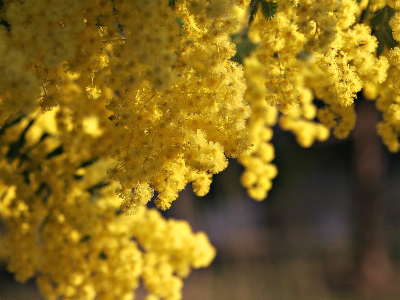 Acacia Baileyana Seeds – Golden Mimosa – Yellow Wattle Tree – 10, 25, or 50 Seed