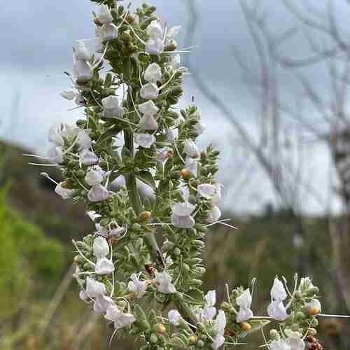 white sage seeds 10 lbs approximately 2.3 million