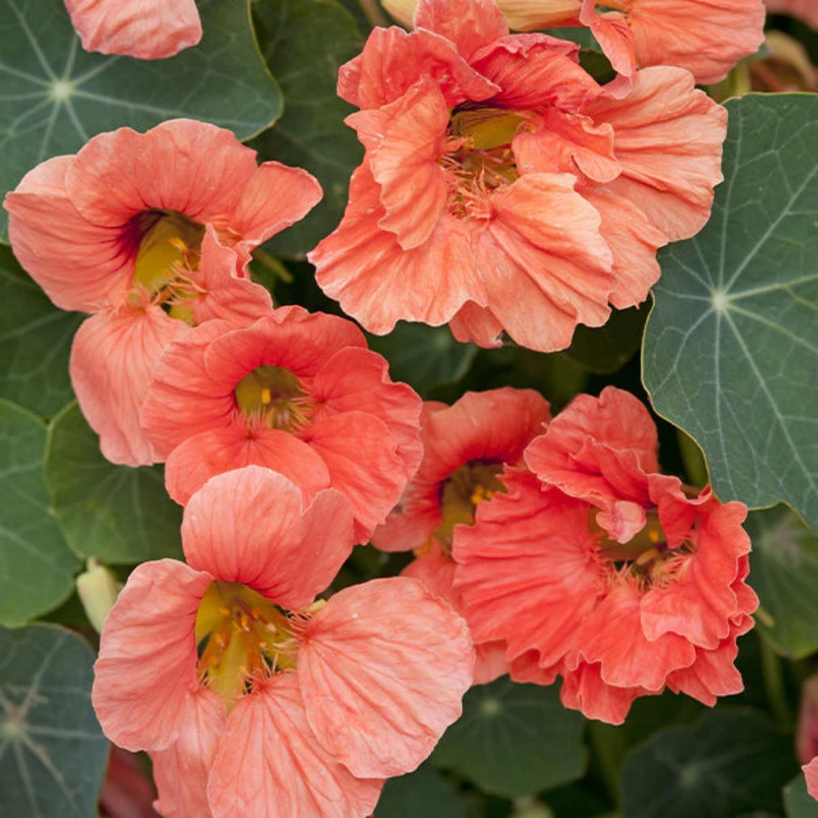 Rare Nasturtium Seeds for Planting – 150+ Mixed Nasturtium Seeds Tropaeolum m…