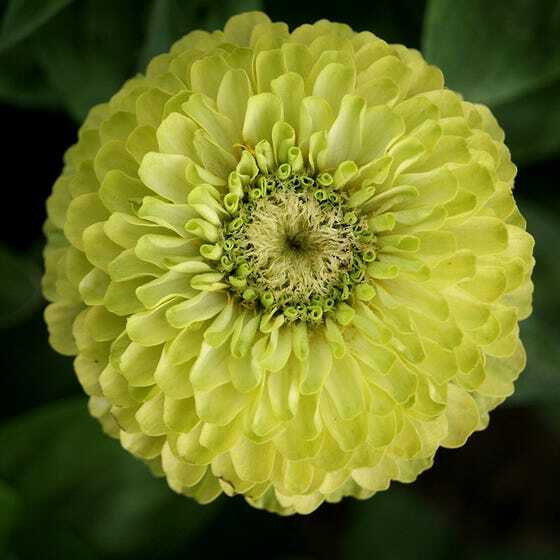 Zinnias CONFETTI Mixed Colors HEIRLOOM Bees Butterflies Pollinators 100 Seeds!