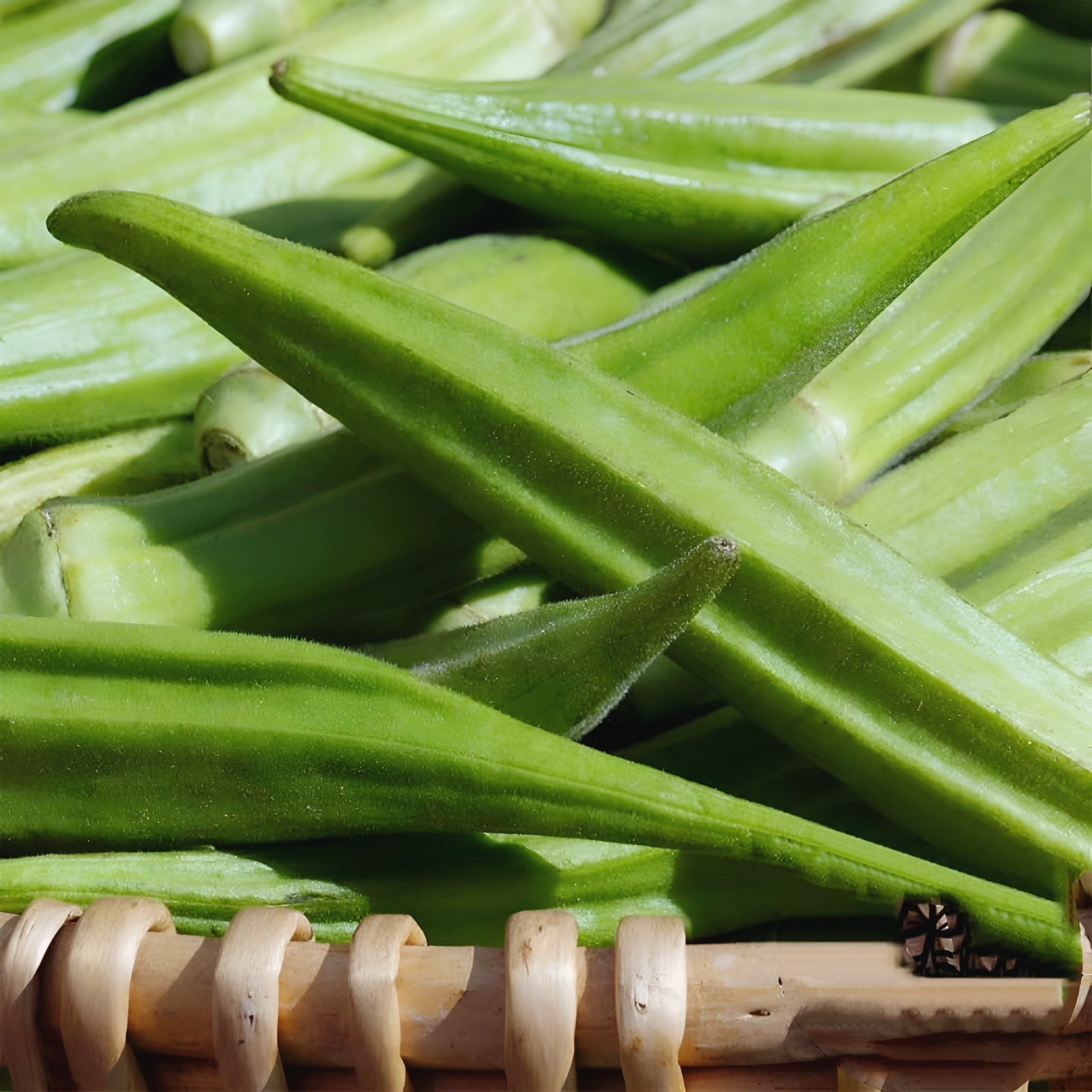 100 Okra Seeds – Lousiana Green Velvet. Up to 8″ long pod.