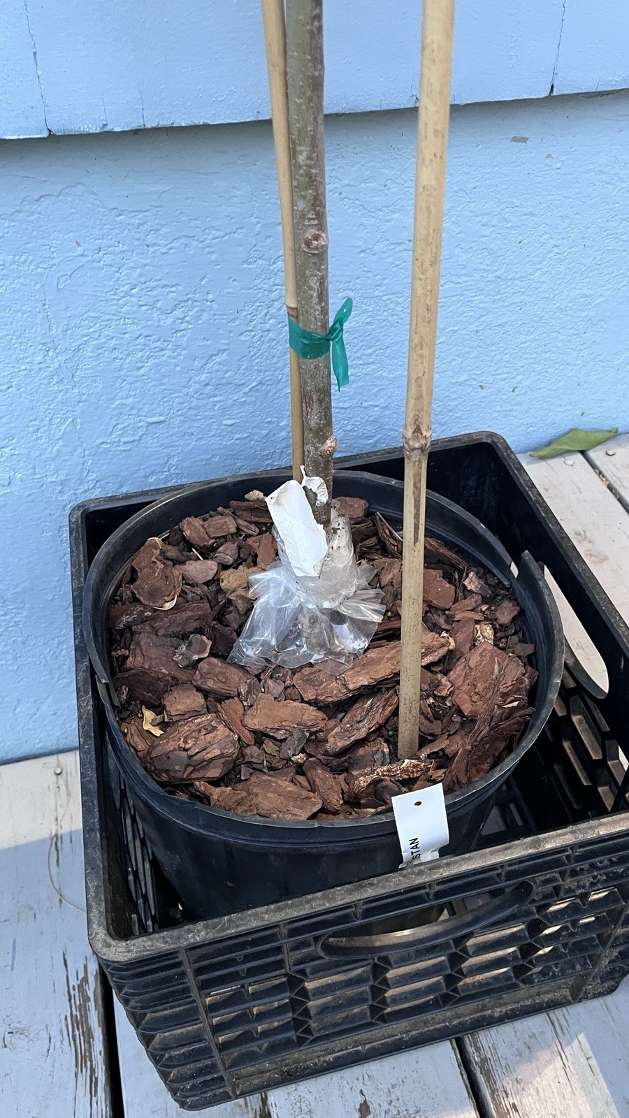 Morus ‘Pakistan’ (Mulberry) 4-5 gal, 3-4’ tall, No Ship to HI, CA, AK