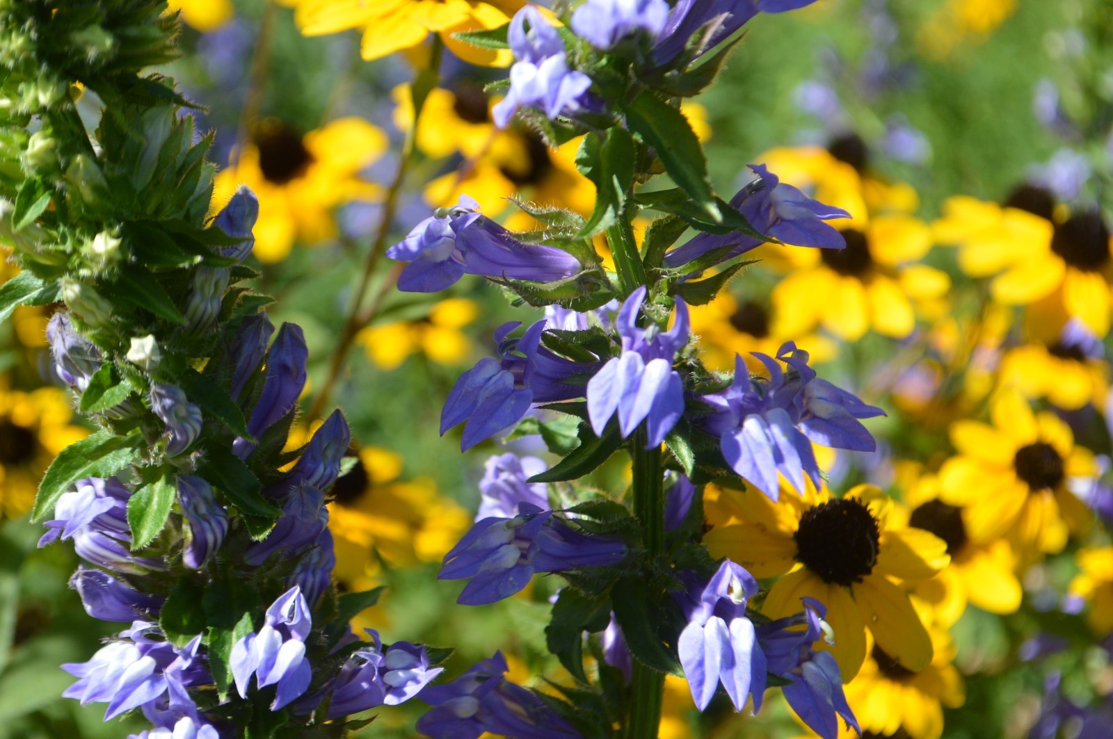 1 GRAM + Great Blue Lobelia/Lobelia siphilitica/ORGANIC/10000 + seeds/Native US/