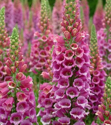Digitalis purpurea Paisley Pink 10,000 seeds