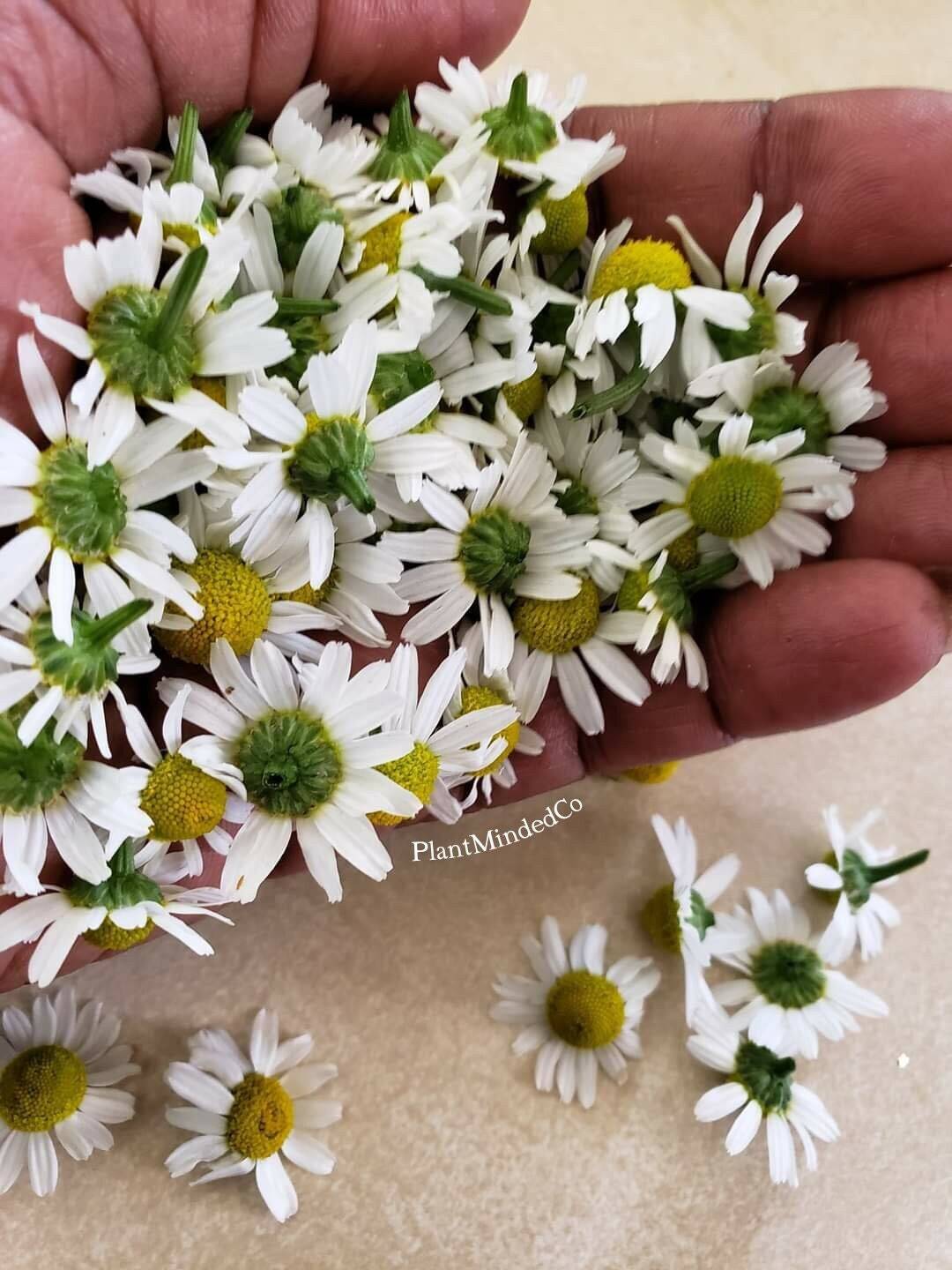 German chamomile | Aromatic Tea Herb | Matricaria Chamomilla | 200+ SEEDS