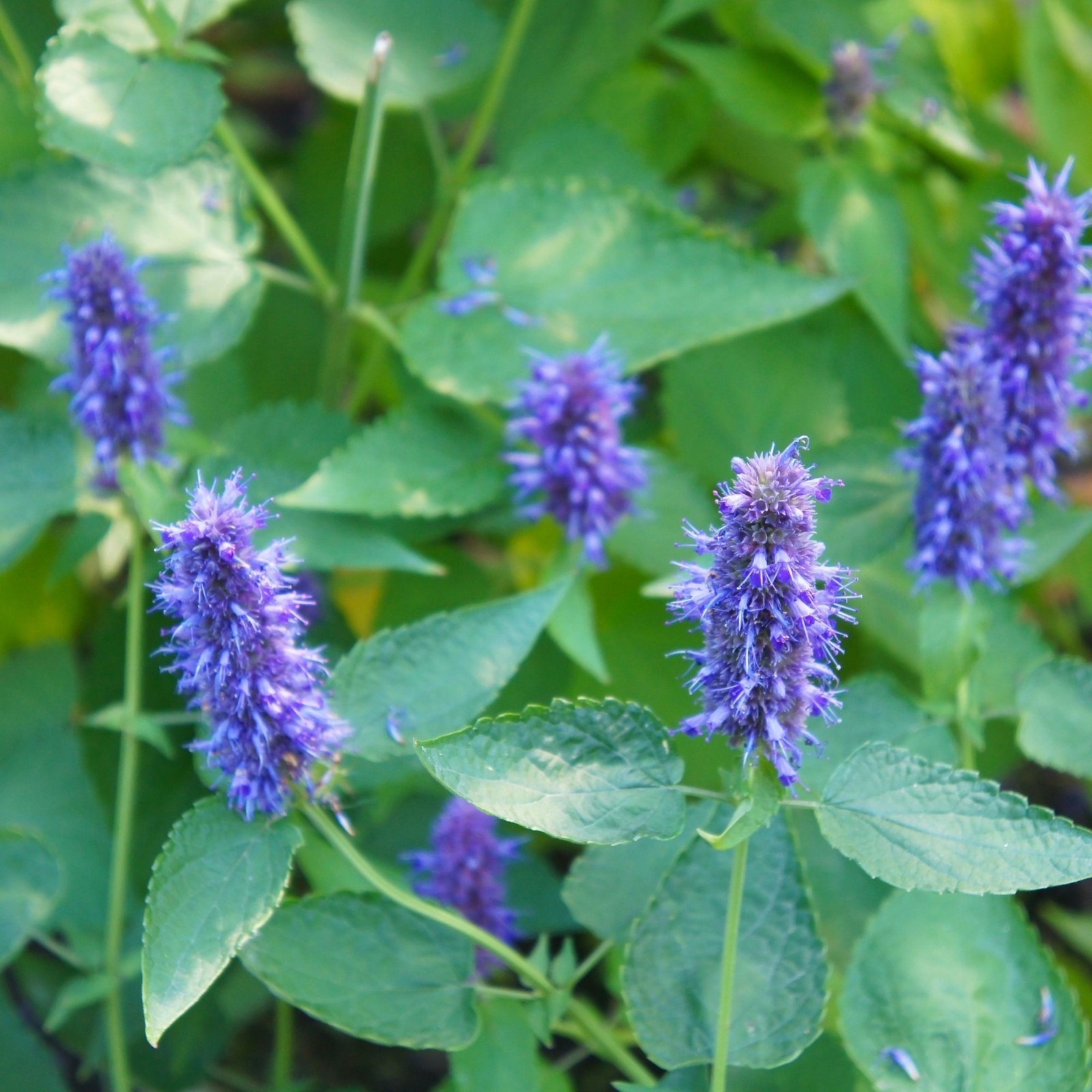 Anise Hyssop Seeds. Free Shipping!