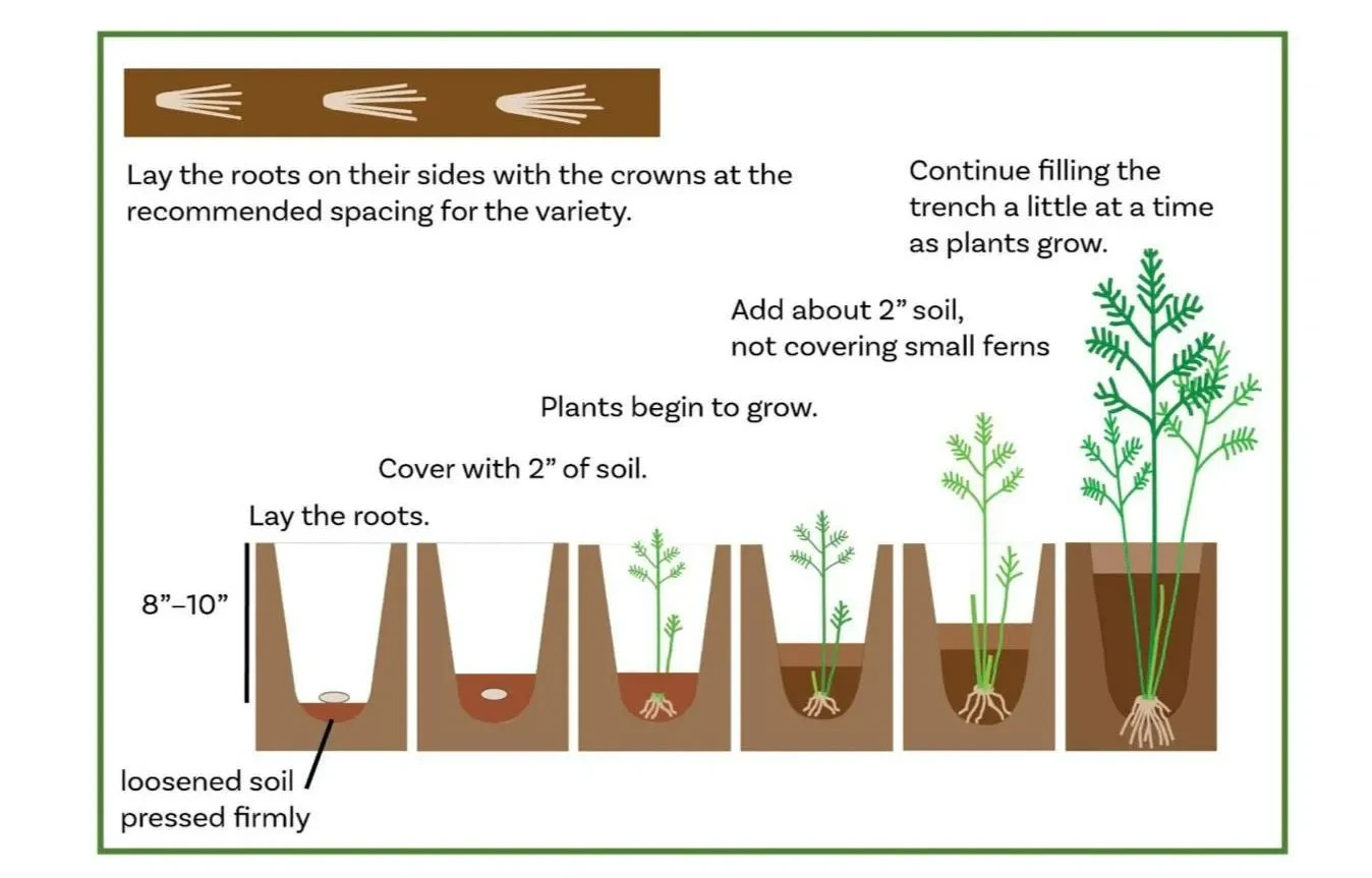 12 Asparagus Crowns “Mary Washington” 2 Yr(Pack of 12 Bare Root Plants)Zone 3-8