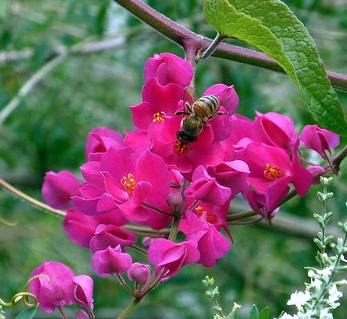 CORAL VINE SEEDS (Antigonon Leptopus) “Mexican Love Vine” Pink Flower
