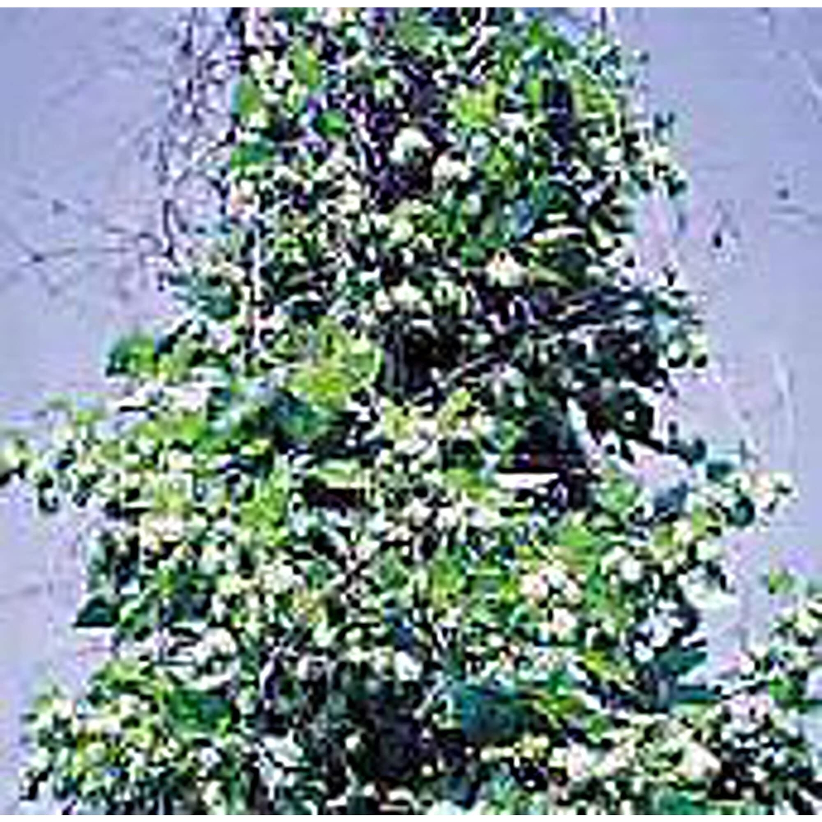 Hops Seeds (20+ Seeds) | Non GMO | Vegetable Fruit Herb Flower Seeds for Plantin