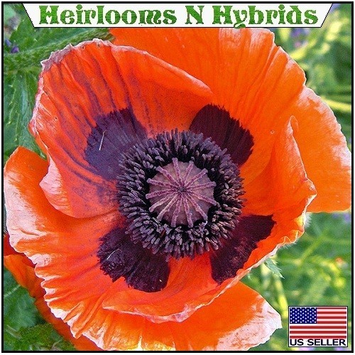 5,000+ Perennial Prince of Orange Papaver Oriental Poppy Seeds For Planting Rare
