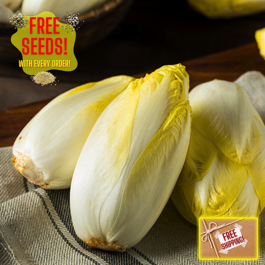 Fresh Crisp Sugar Loaf Endive Seeds | Heirloom Non-GMO | Vegetable Seeds