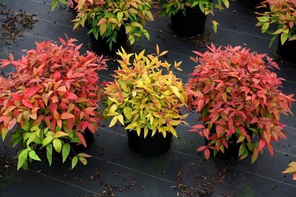 Heavenly Bamboo Nadina Domestica Seeds Free Shipping!
