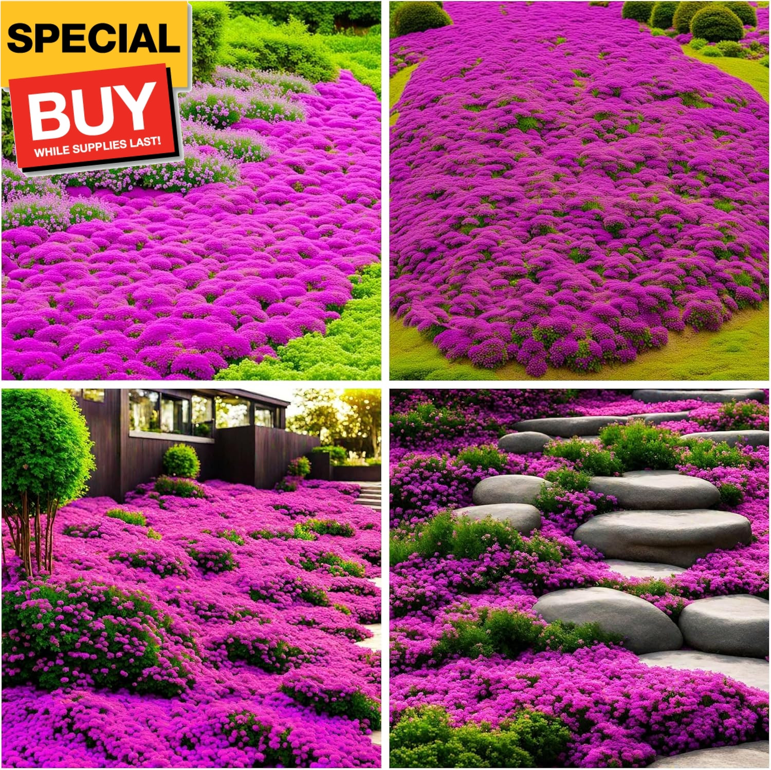 15000+ Creeping Thyme Ground Cover Seeds for Planting – Magic Perennial Flower L