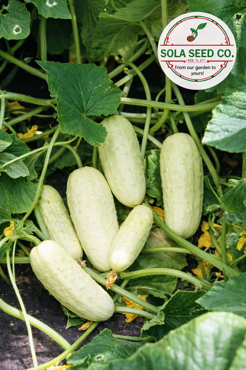 20 Organic Salt & Pepper Cucumber Seeds | Heirloom White Pickling Non-GMO USA