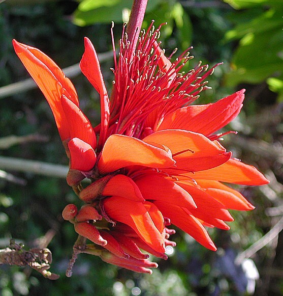Erythrina Arborescens 100 Seeds, Flowering CORAL Tropical Shrub or Tree