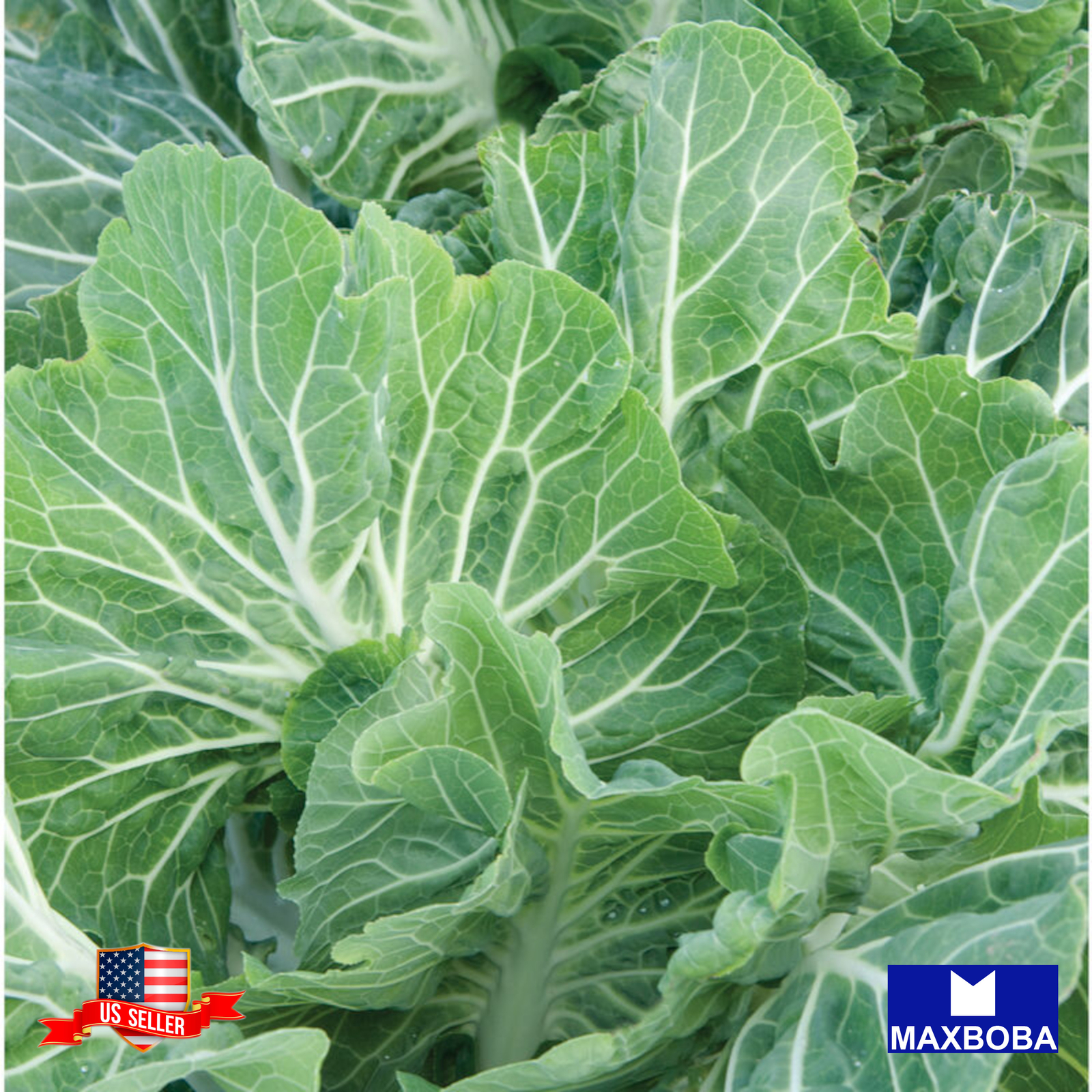 Kale Seeds Portuguese Non-GMO Heirloom