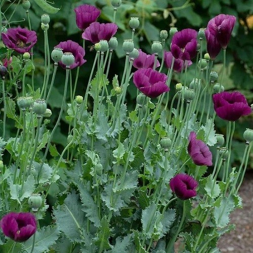 5,000+ Heirloom Organic Lauren’s Grape Papavaer Somniferum Poppy Seeds. Non-GMO