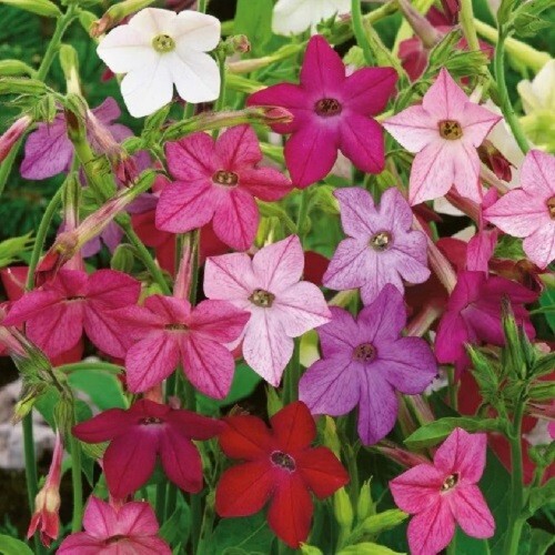2,500 Fresh Jasmine Tobacco Sensation Seeds Mix Fragrant Flowers Nicotiana Alata