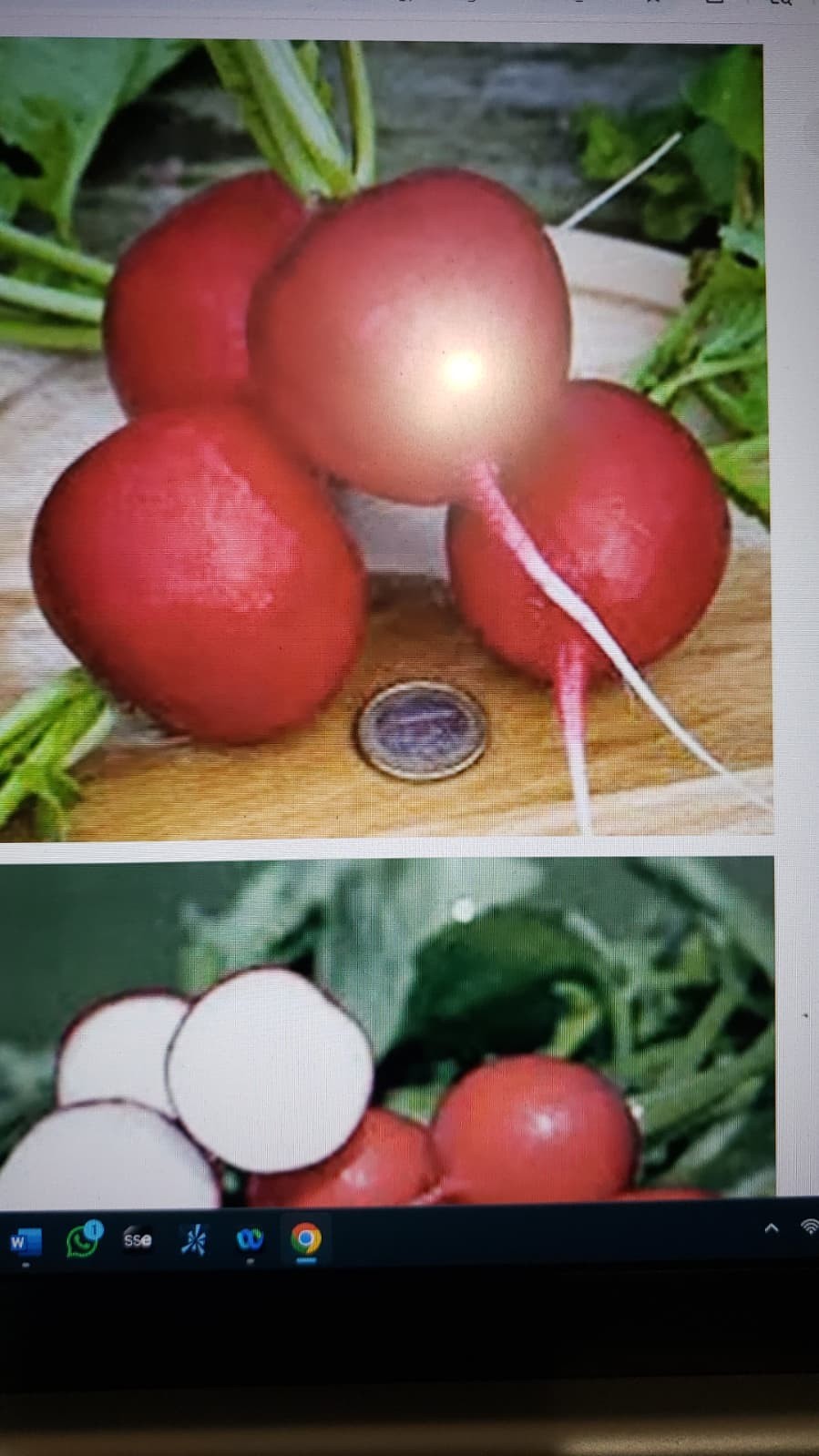 Champion Radish Seeds | NON-GMO Fresh Heirloom Seeds USA seller, free Shipping