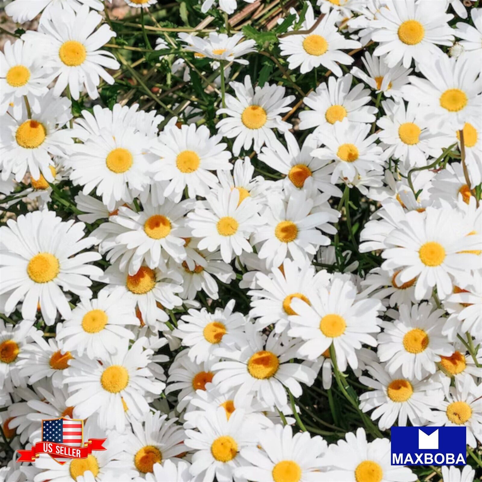 Daisy Seeds – Shasta Alaska Flower Native Wildflower Non-GMO Garden