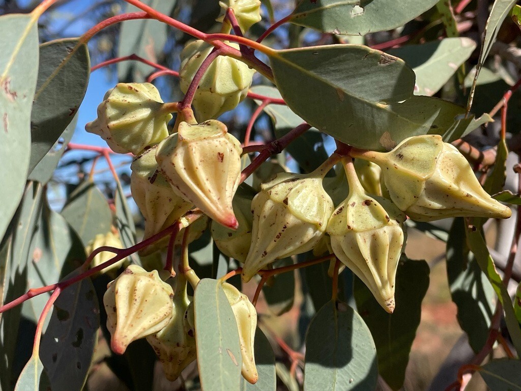 Eucalyptus kingsmillii Seeds – ‘Kingsmill’s Mallee’