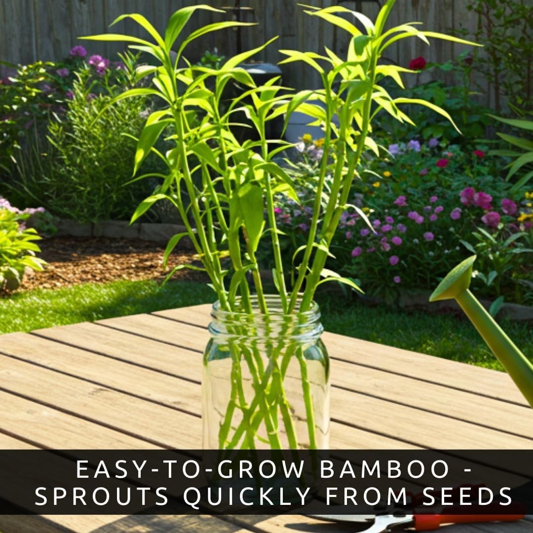 100+ Lucky Bamboo Seeds – Fast-Growing for Prosperous Landscaping and Privacy