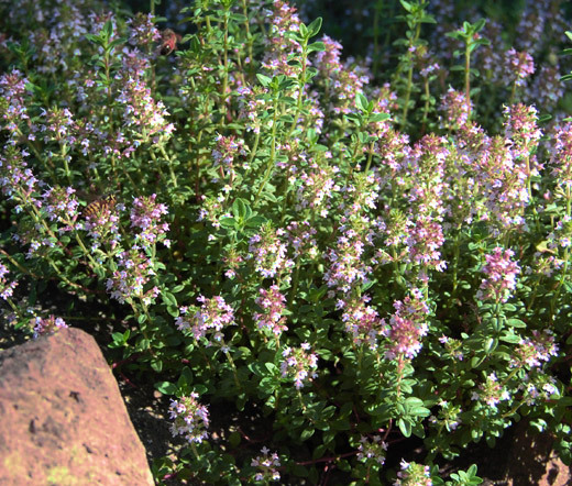 CREEPING THYME Thymus Serpyllum – 21,000 Bulk Seeds