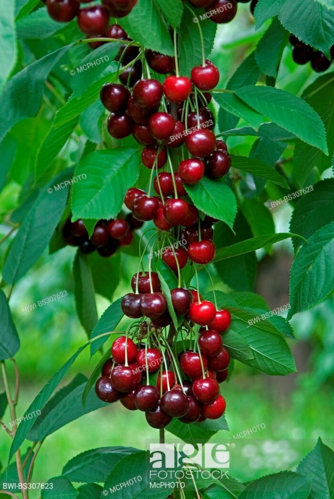 Prunus Avium (Wild Sweet Cherry) 1-2 year old plant rooted, bare root