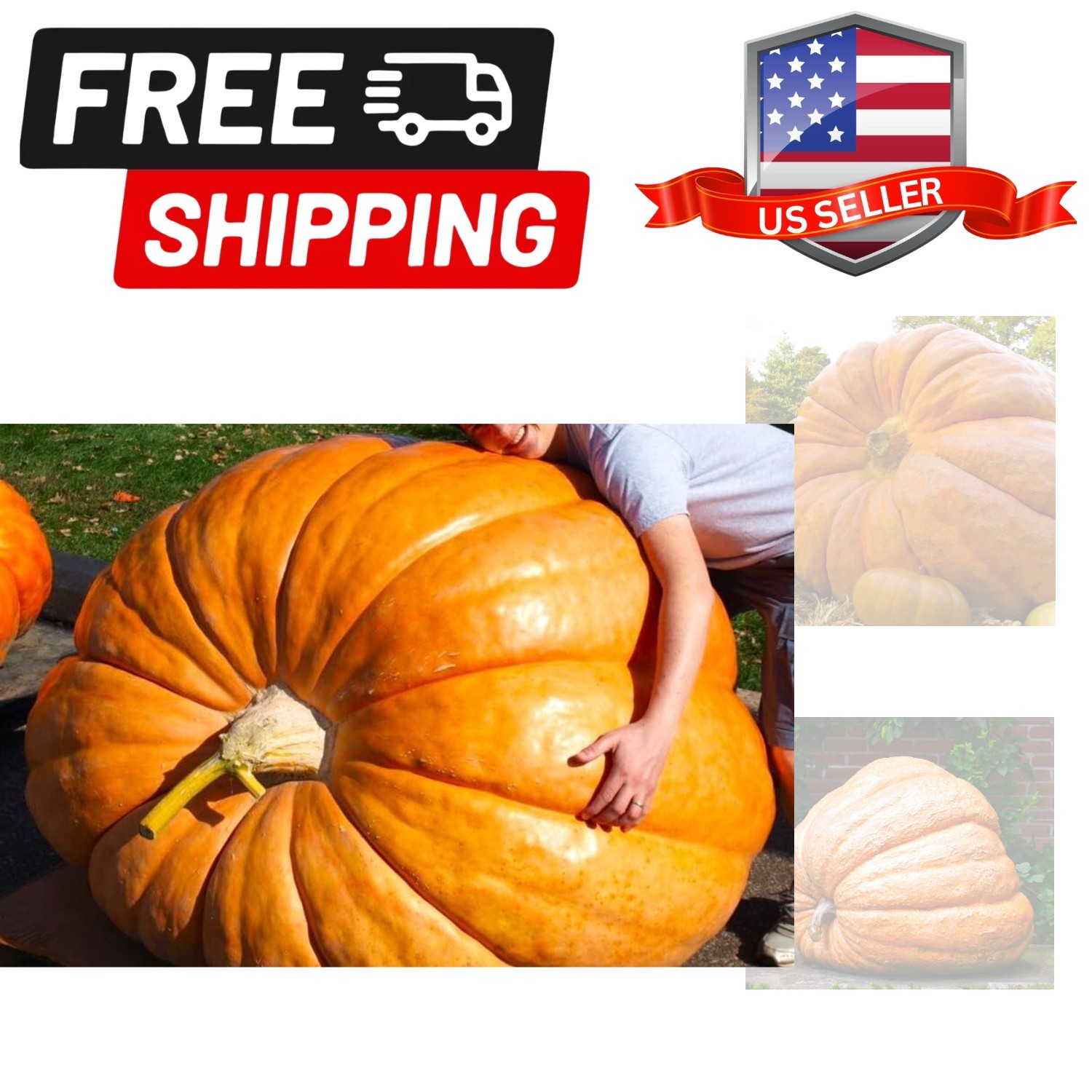 Seeds Giant Pumpkin Titan 10+ Seeds to Grow Outdoors Massive Pumpkin Variety
