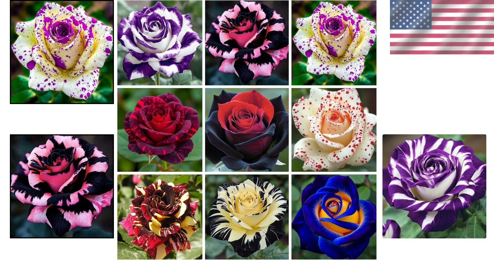 Heirloom Mixed Rare Rose Seeds: 300+ Attractive Non-GMO Flowers for Pollinators