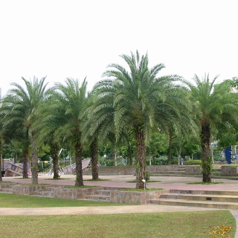 Phoenix sylvestris | India Date Palm | 5_Seeds